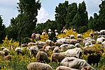 Wacholderheiden bei Arft