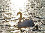 Schwan auf dem Laacher See